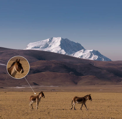 DJI Mavic 4 Pro 48MP Camera 50x Zoom Low Light Performance OcuSync 3.0 for Professional Filming Global Version Elite