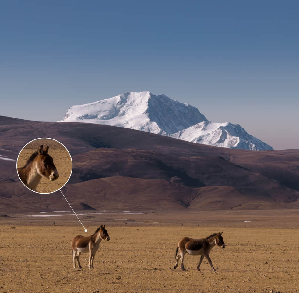 For DJI Mavic 4 Pro Drone with 100MP Hasselblad Camera 30KM 3D View Mode 4K Video 51-min Flight Time 4/3 CMOS HD Video Elite